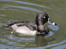Ring-Necked Duck (WWT Slimbridge October 2011) - pic by Nigel Key